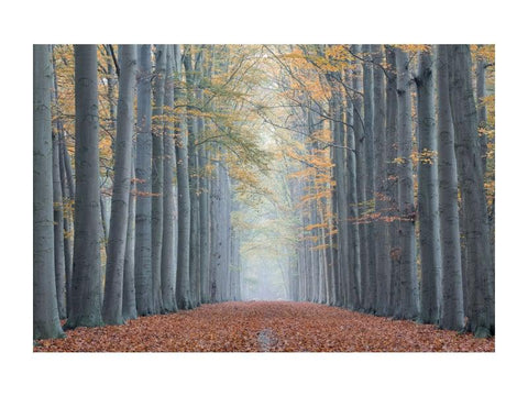 Designer Bild Trees II